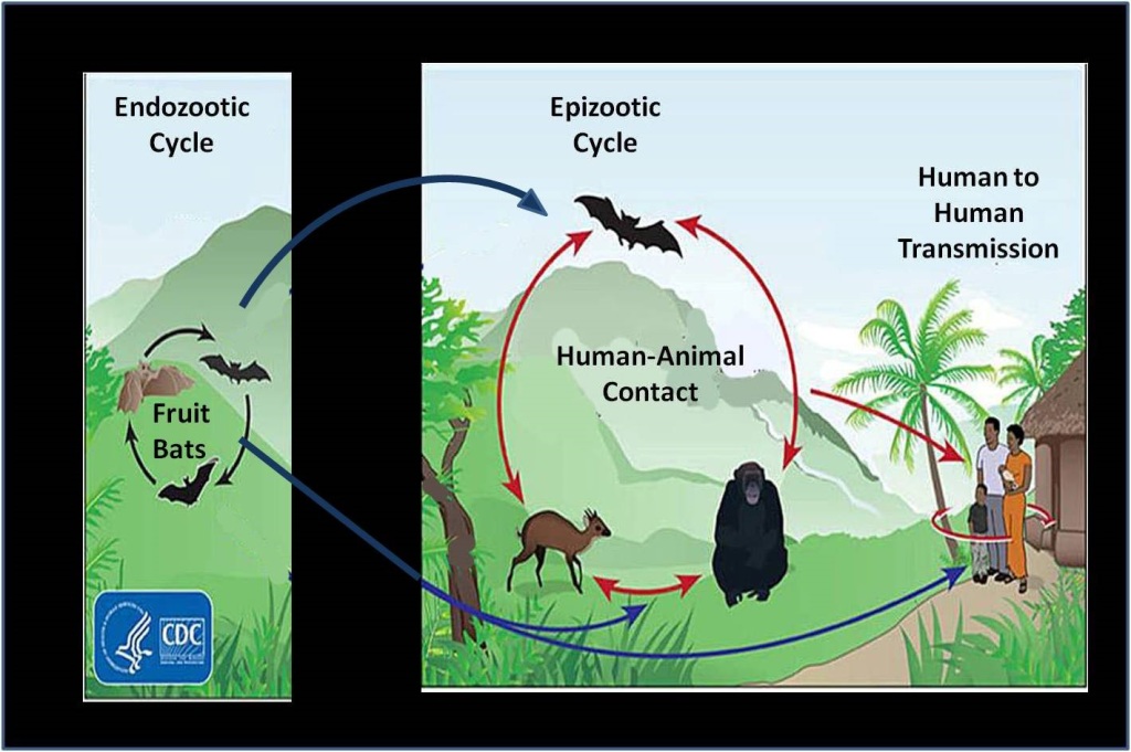 Ebola Virus Disease: The Scientific Data That is Not Being Discussed ...